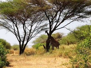 Tanzania