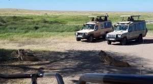 safari