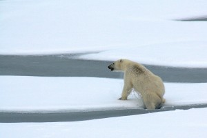 crociera Svalbard