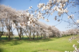 sakura