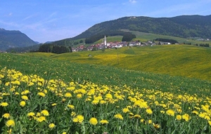 asiago