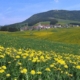 asiago
